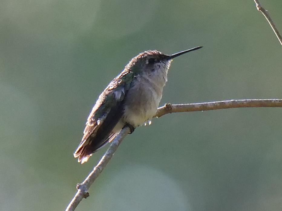 Ruby-throated Hummingbird - Rob Worona