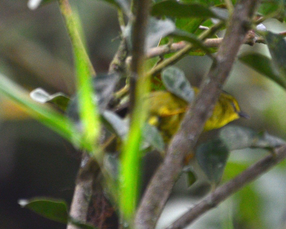 Black-crested Warbler - Oscar Valderrama La Rana