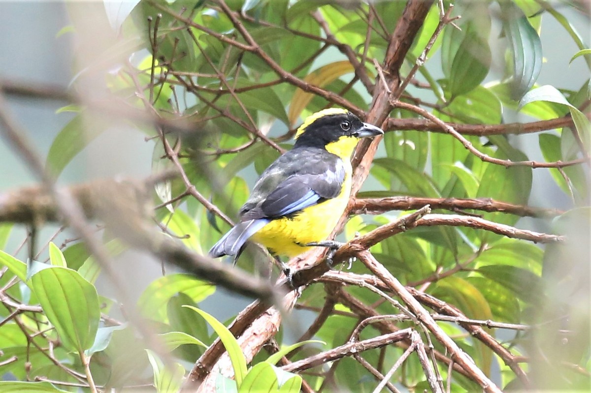 Blue-winged Mountain Tanager - ML149267211