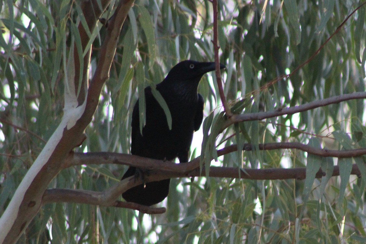 Australian Raven - Leonie Beaulieu
