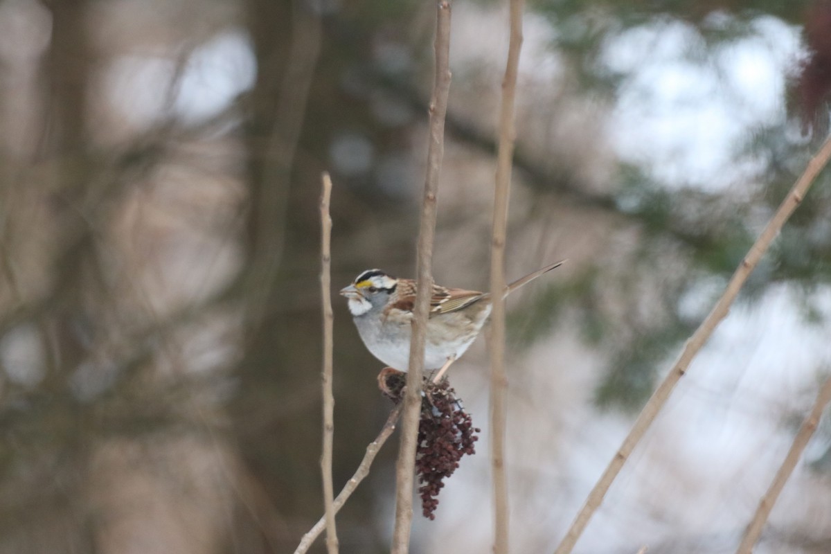 White-throated Sparrow - ML149269331