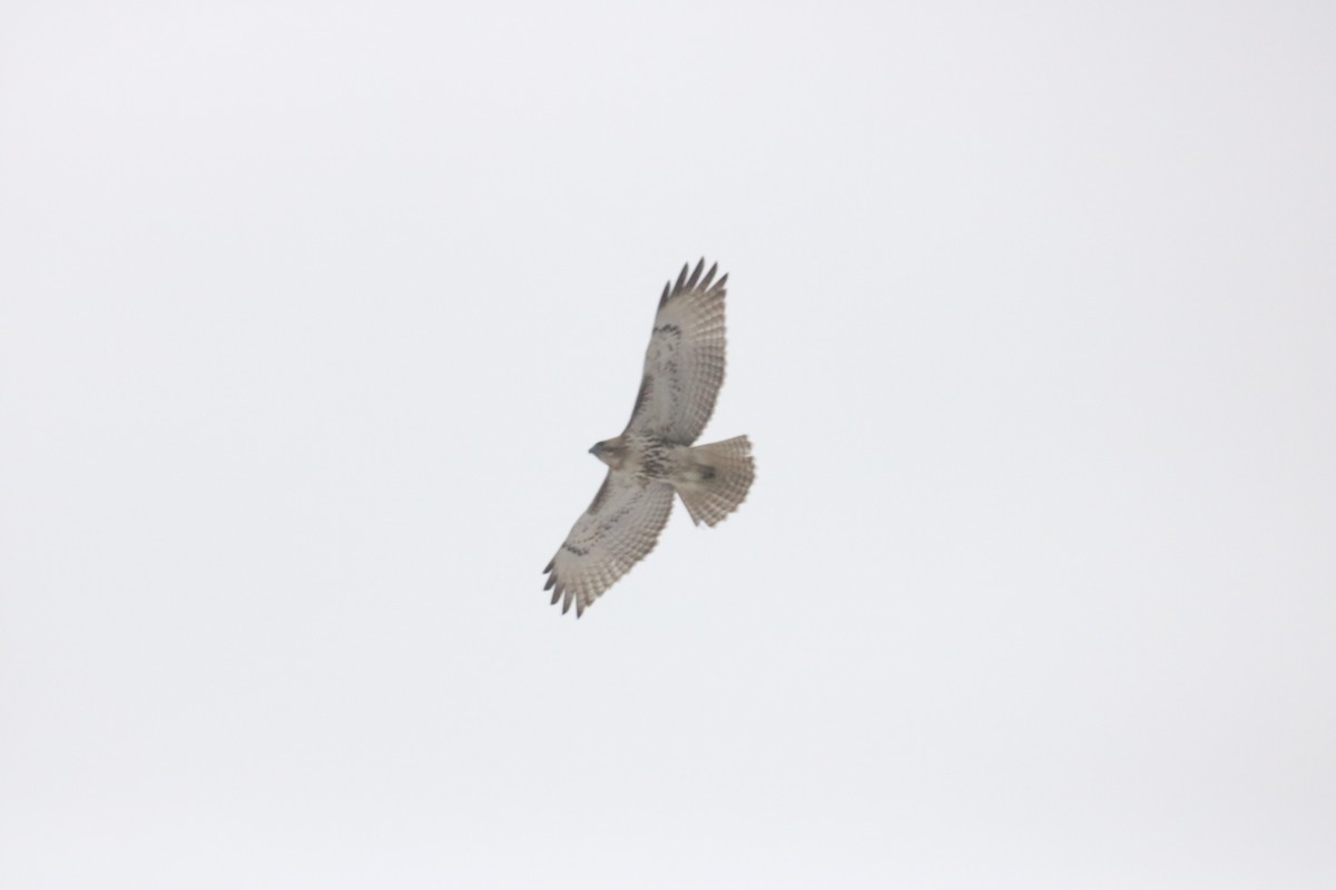 Red-tailed Hawk - ML149270151
