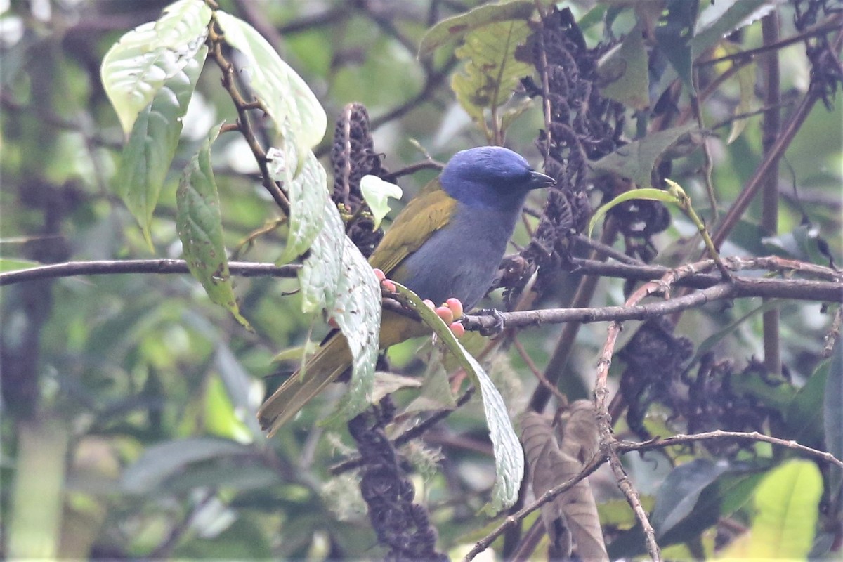 Blue-capped Tanager - Charles Davies