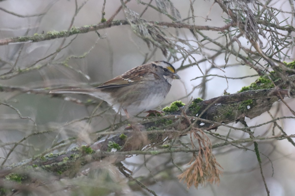 White-throated Sparrow - ML149271031