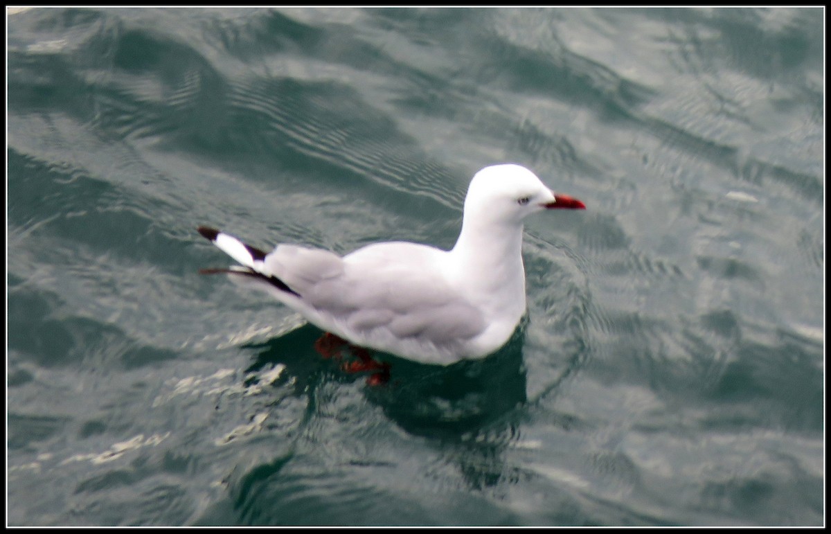 Silver Gull (Red-billed) - ML149271681
