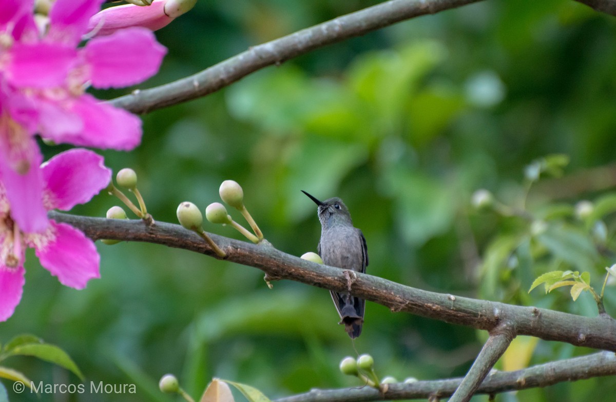 Sombre Hummingbird - Marcos Moura