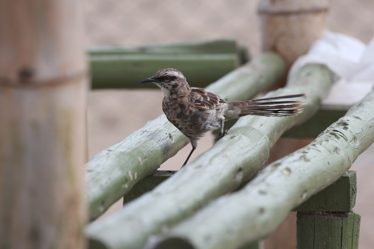 Long-tailed Mockingbird - Jeff Scott