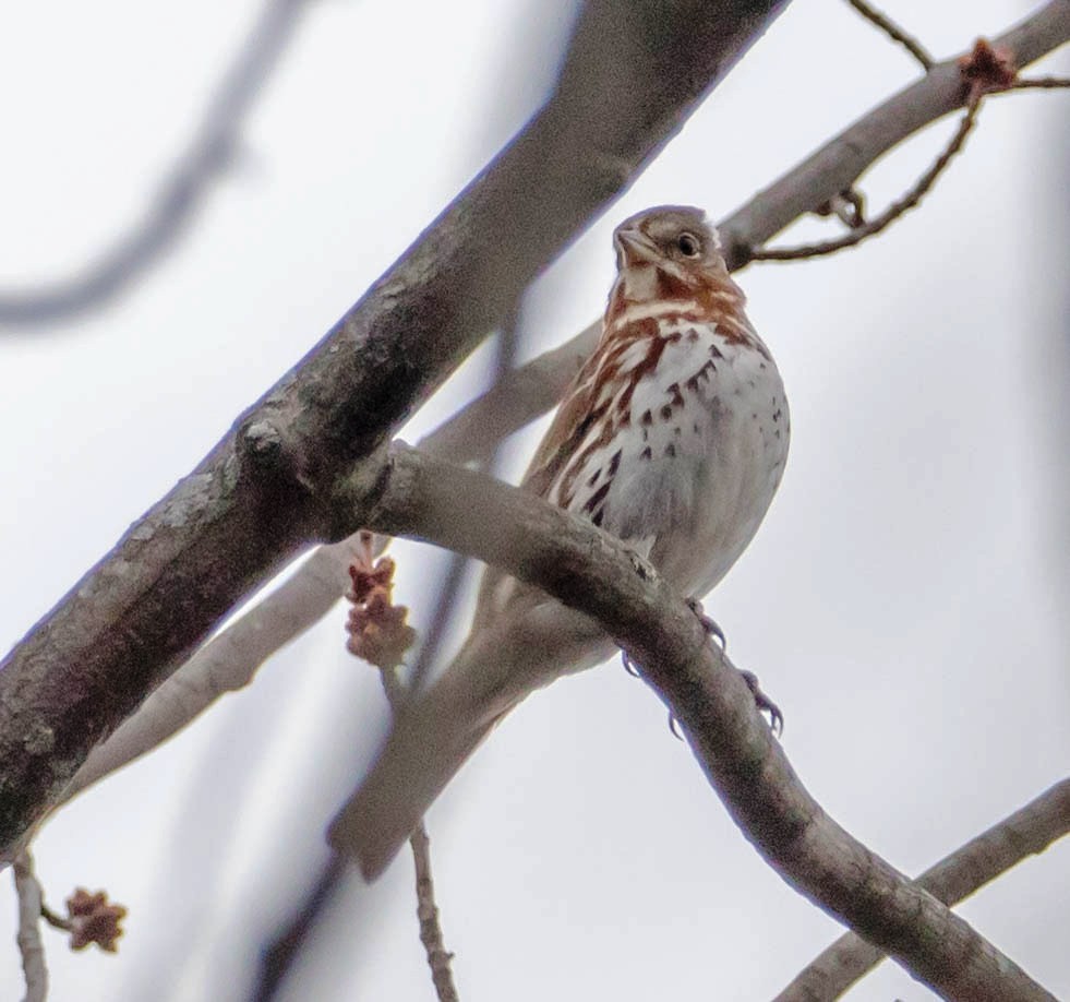 Fox Sparrow (Red) - ML149275831