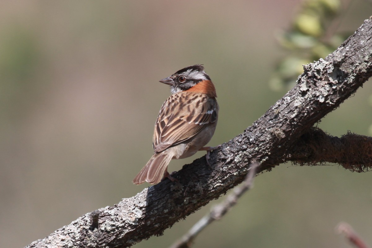 Rufous-collared Sparrow - ML149276801