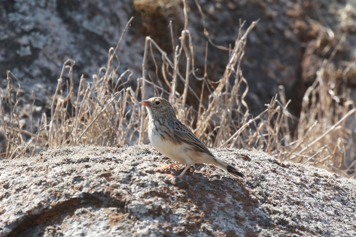 Band-tailed Sierra Finch - ML149277021