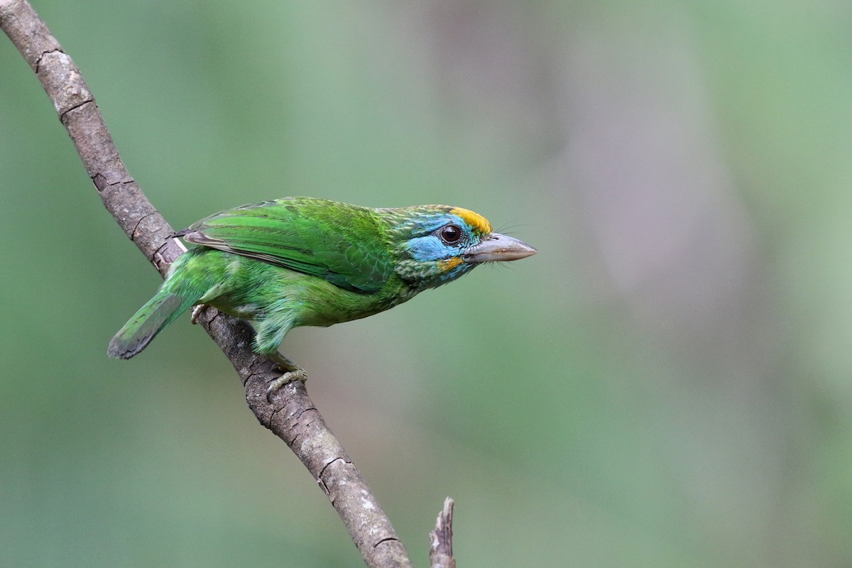 Yellow-fronted Barbet - ML149282271