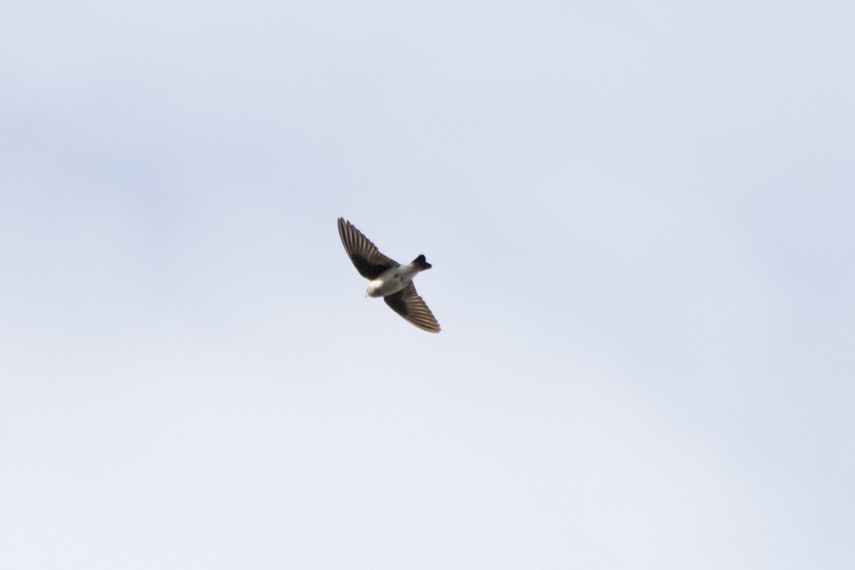 Northern Rough-winged Swallow - Rebecca Marschall