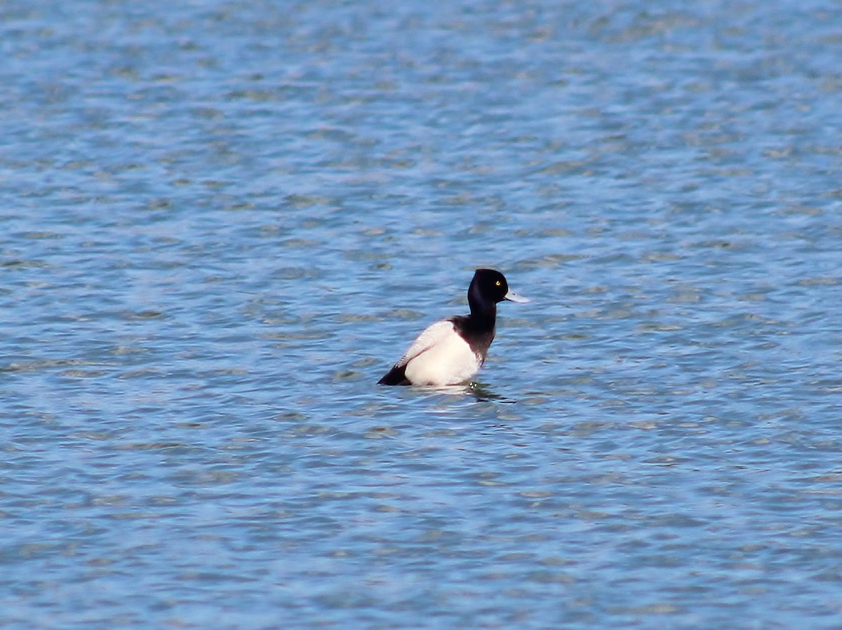 Lesser Scaup - Barb lindenmuth