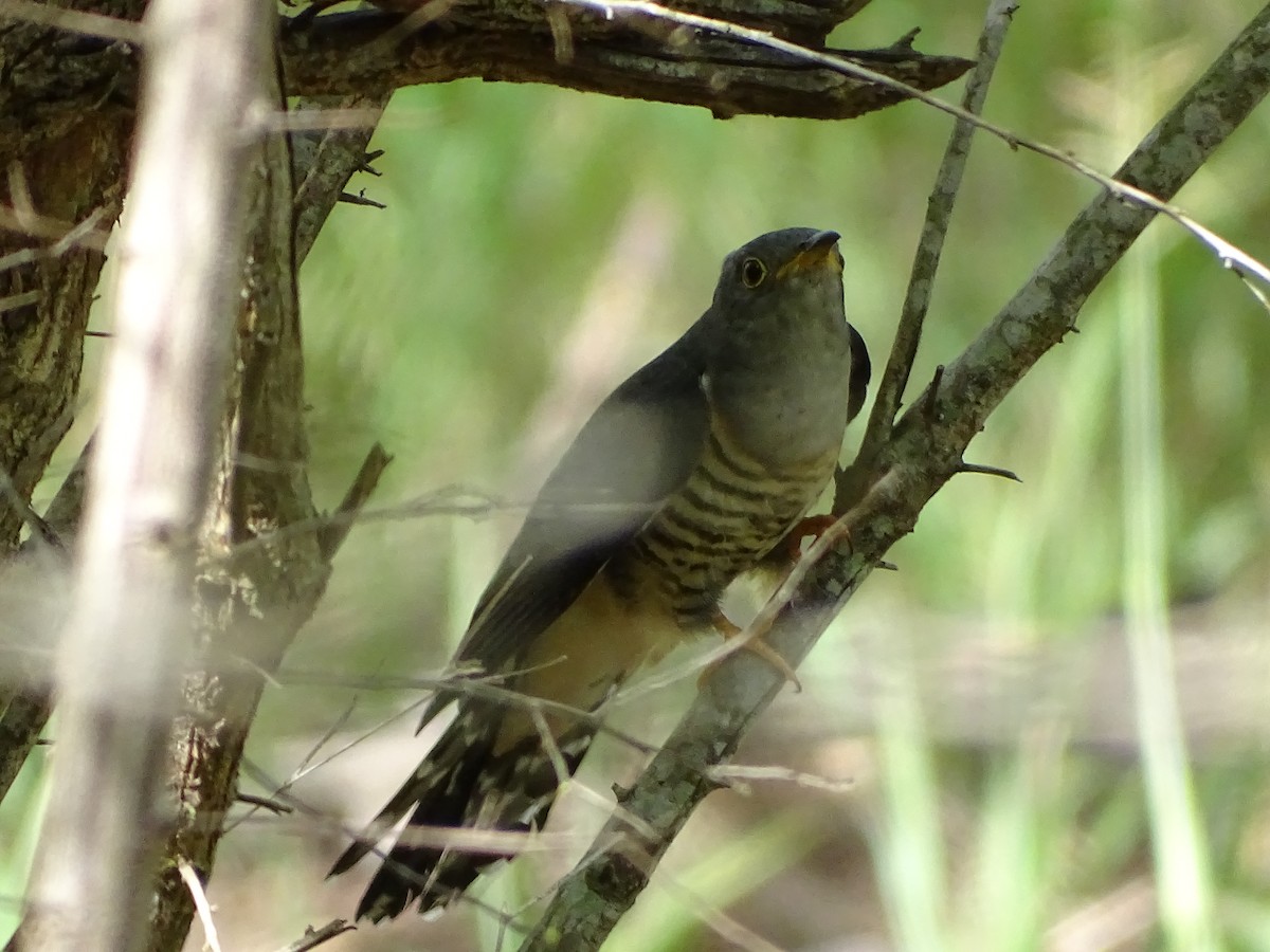 cuckoo sp. (Cuculidae sp.) - Doris  Schaule