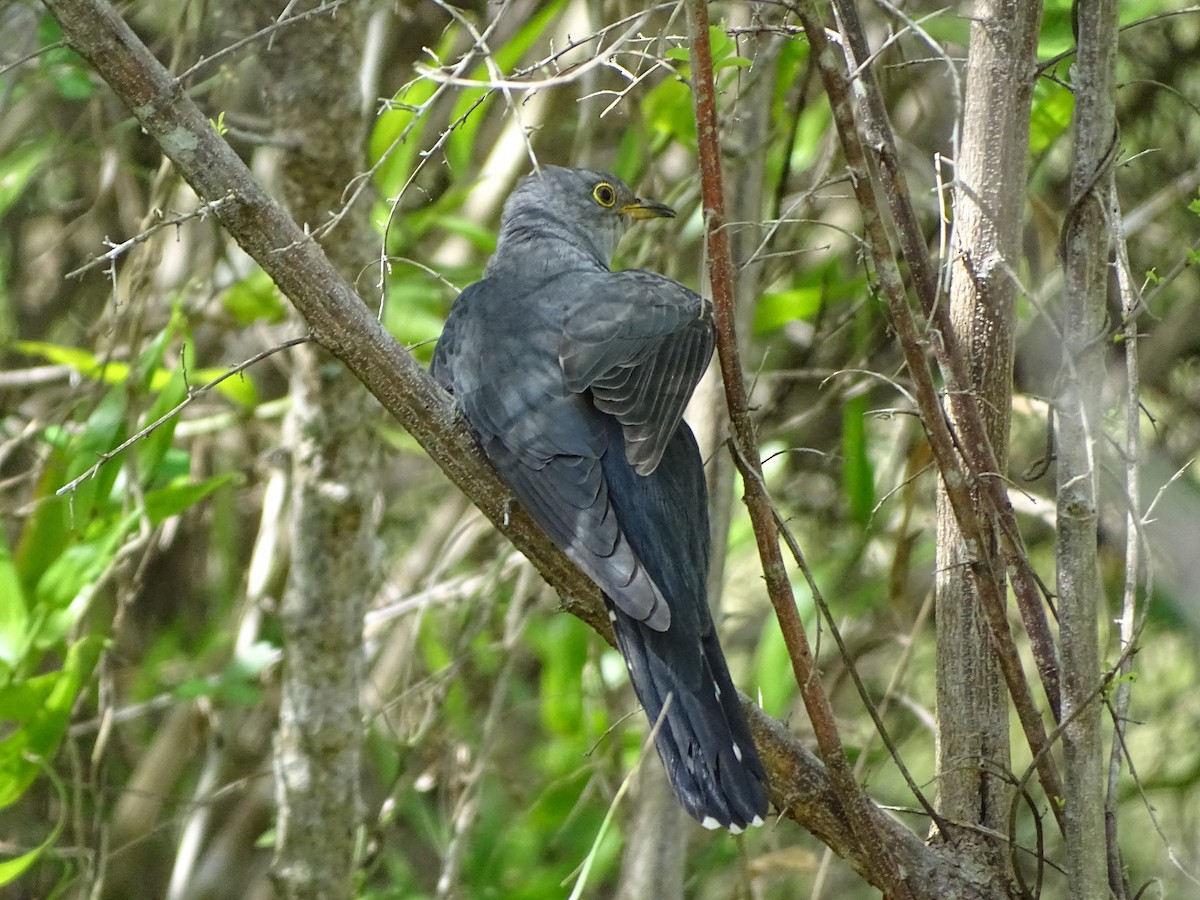 cuckoo sp. (Cuculidae sp.) - ML149286681