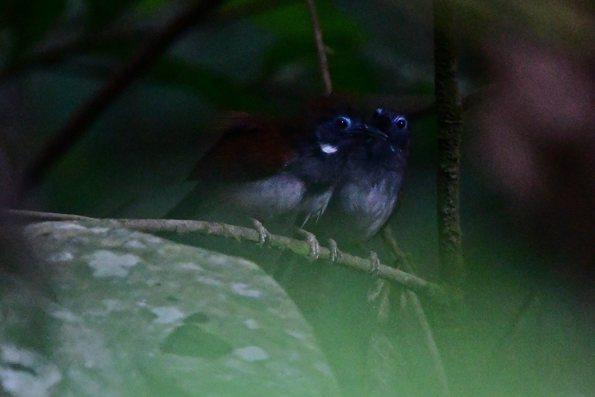 Chestnut-winged Babbler - Anonymous