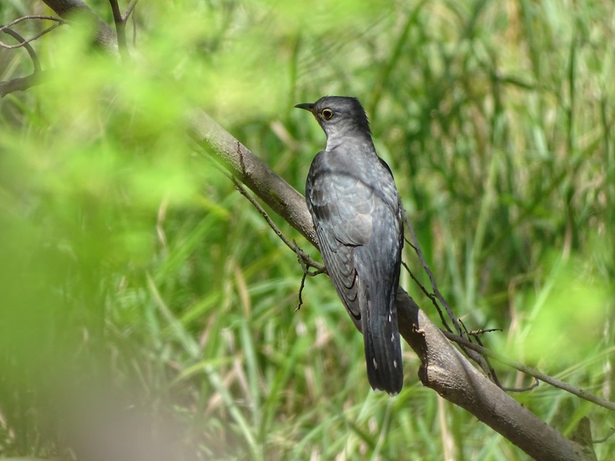 cuckoo sp. (Cuculidae sp.) - Doris  Schaule