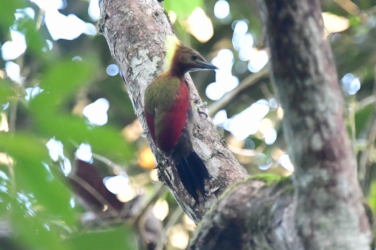 Checker-throated Woodpecker - Anonymous