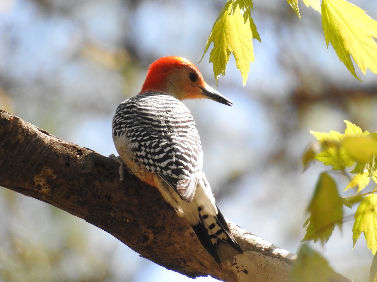 Red-bellied Woodpecker - Prashant A