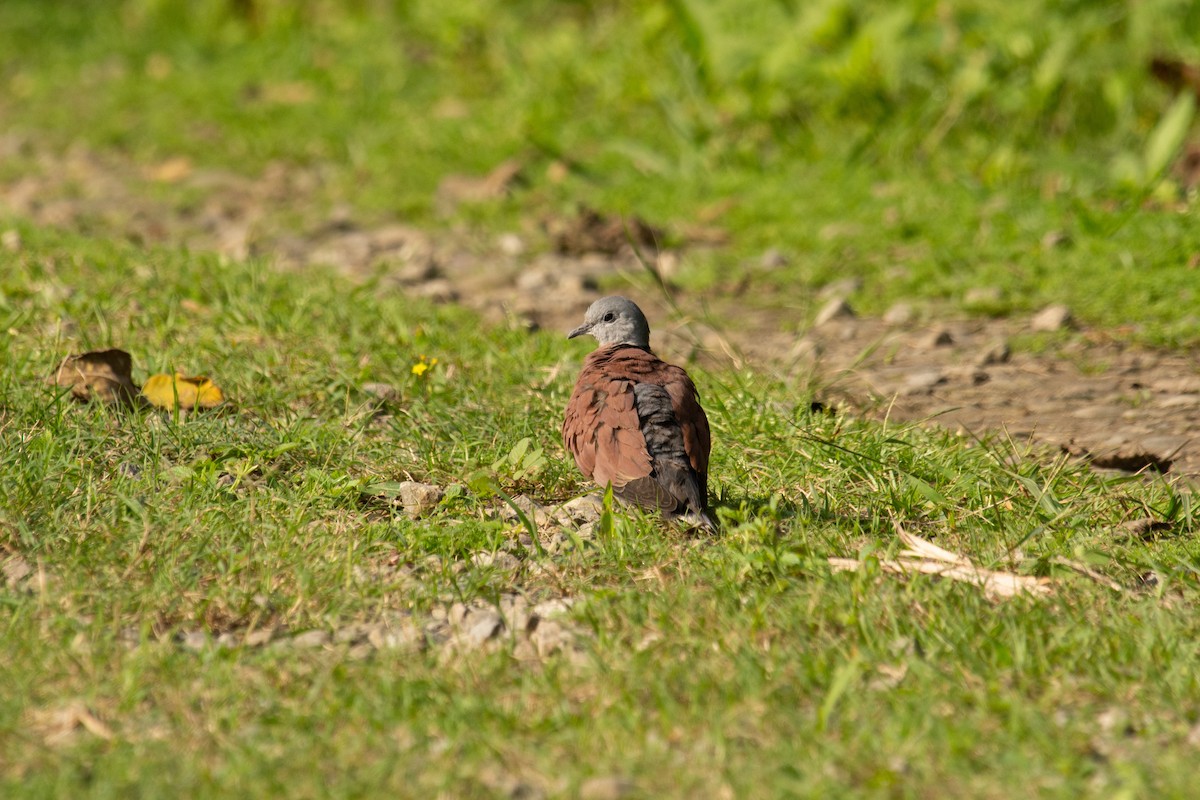 Red Collared-Dove - 智偉(Chih-Wei) 張(Chang)