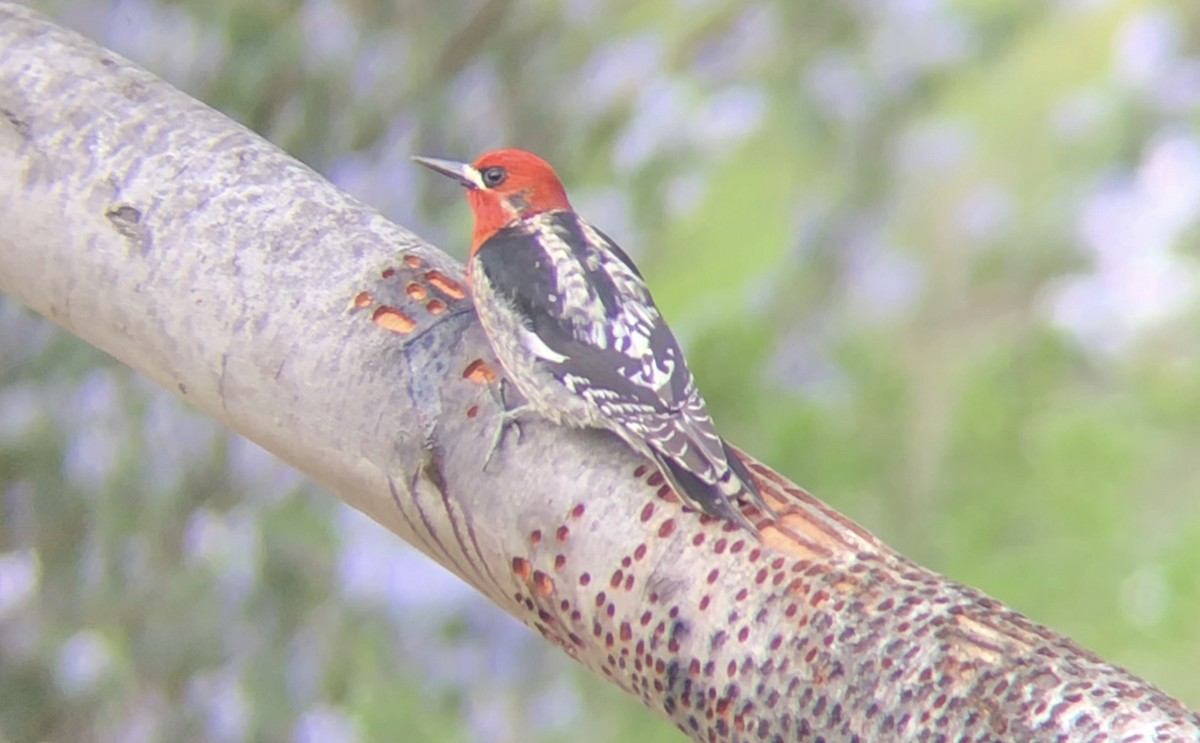 Red-breasted Sapsucker - ML149294131