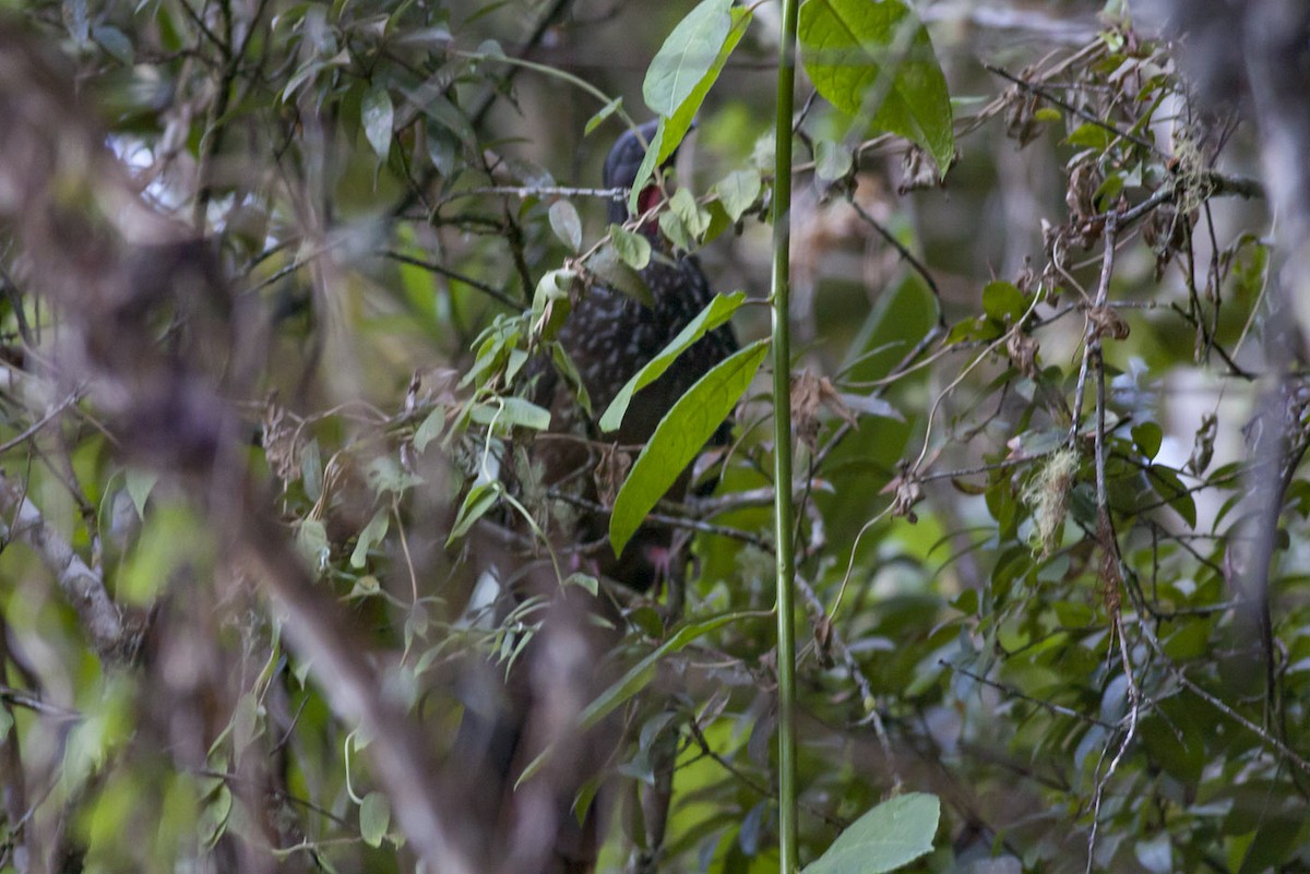 Band-tailed Guan - Michael Todd