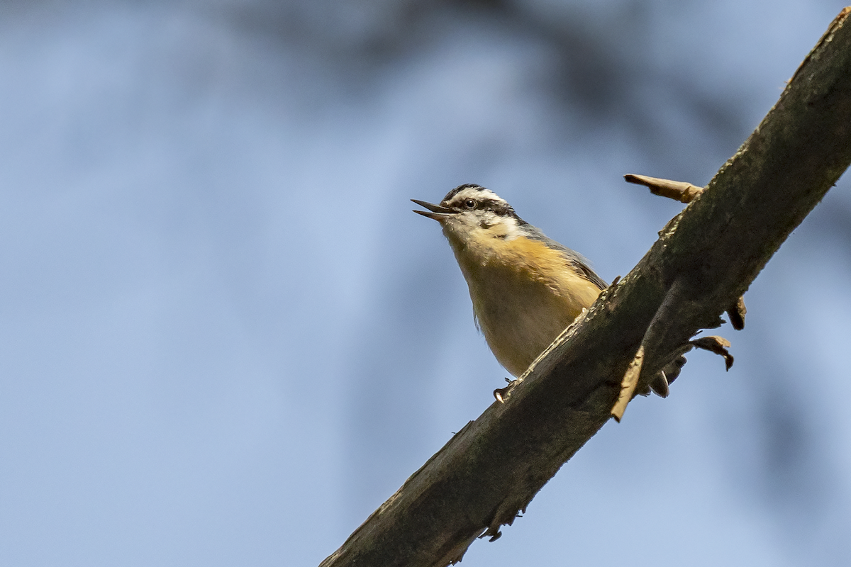 Red-breasted Nuthatch - ML149296821