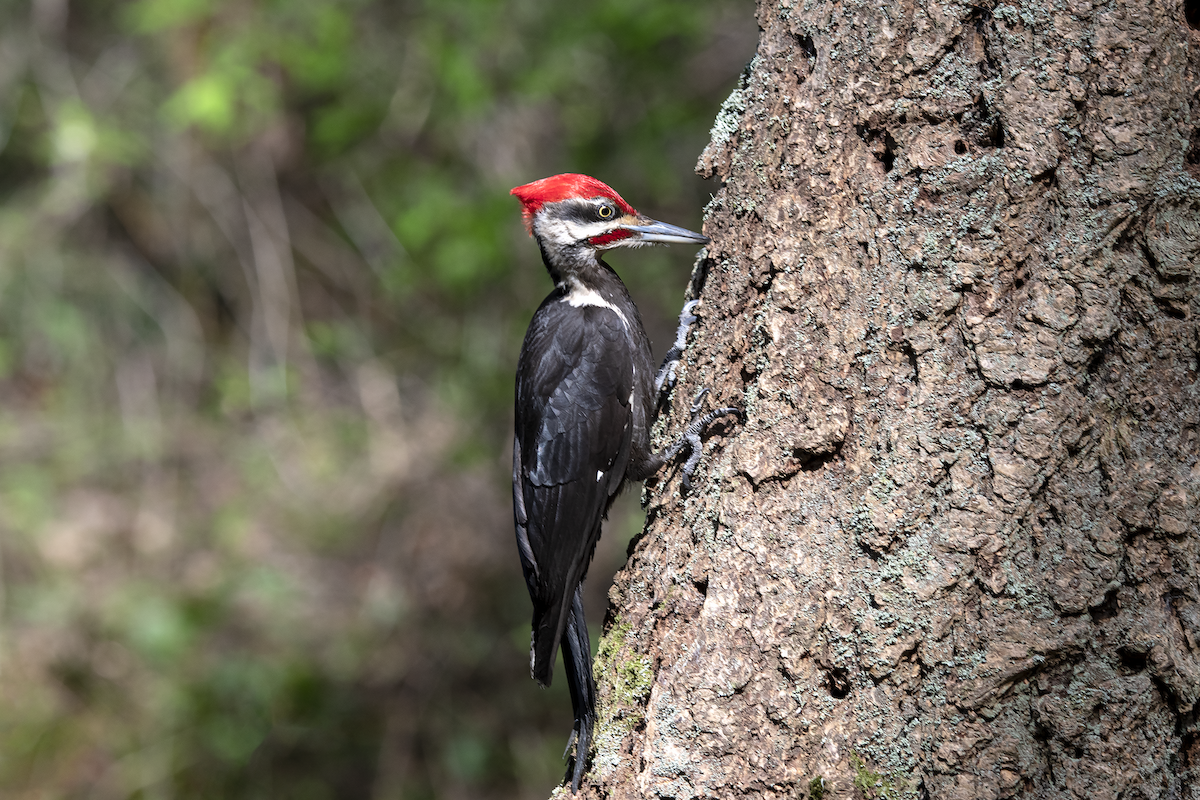 Pileated Woodpecker - David Badke