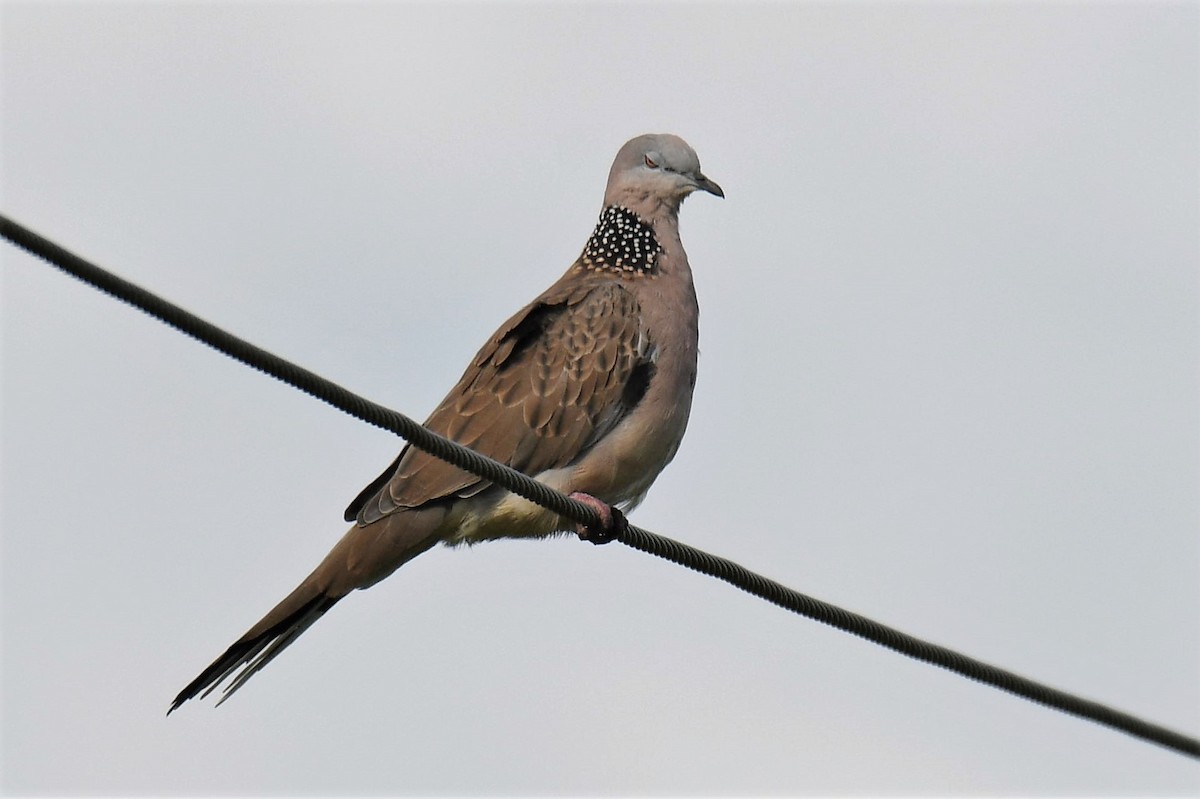 Spotted Dove - ML149301201