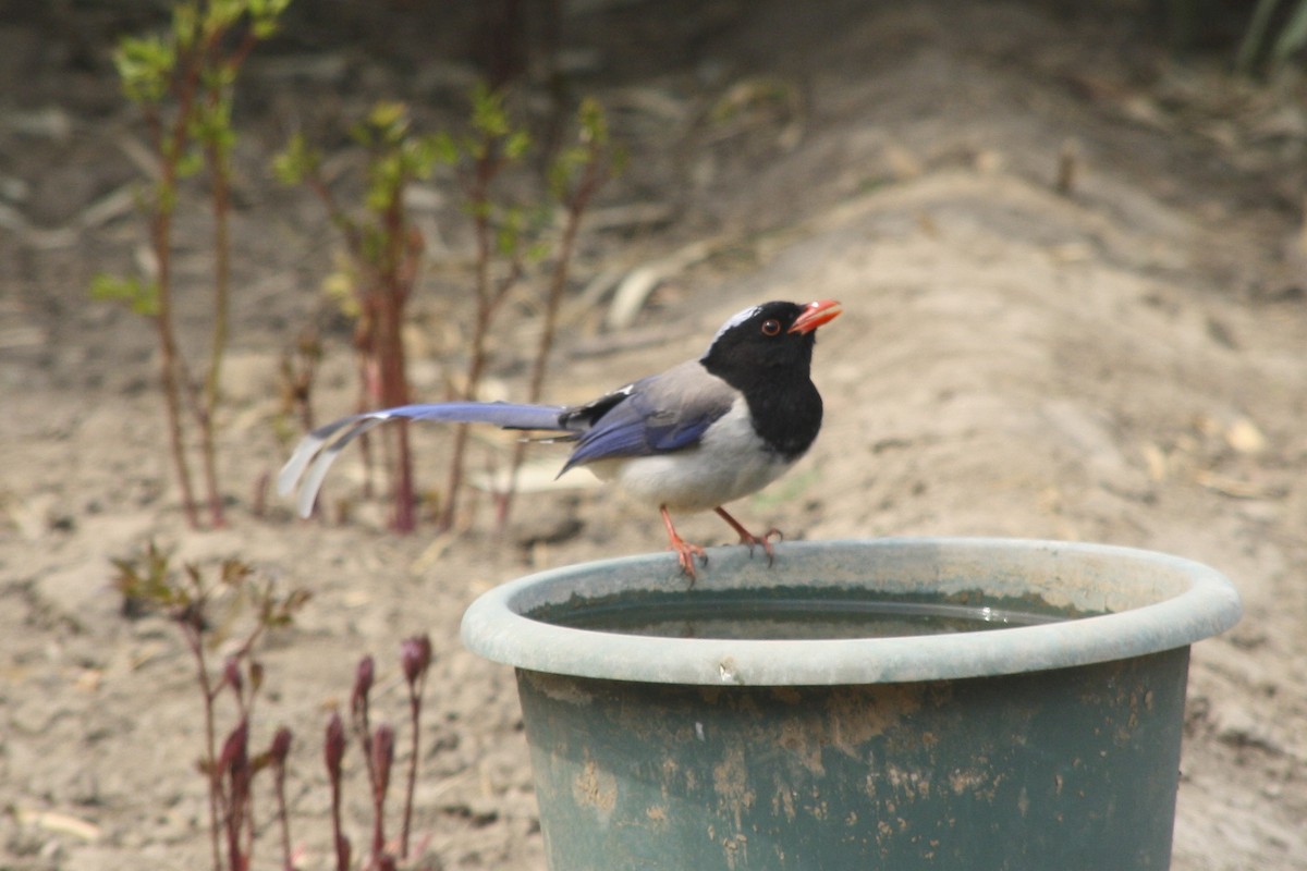 Red-billed Blue-Magpie - Paul Hyde
