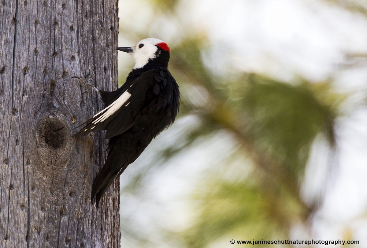 White-headed Woodpecker - Janine Schutt