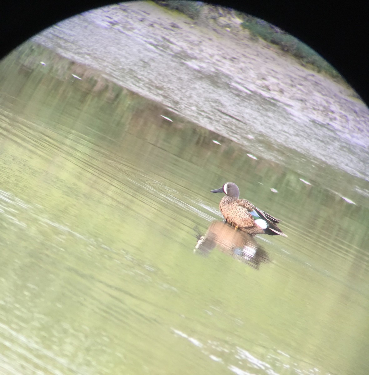 Blue-winged Teal - ML149304081