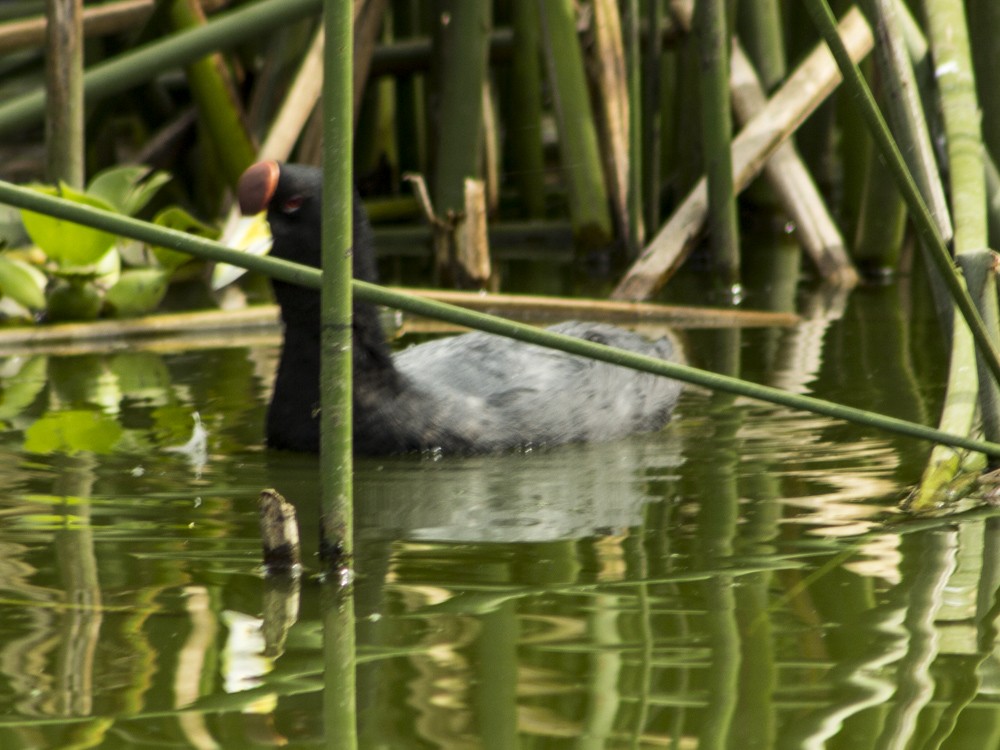 Slate-colored Coot (Yellow-billed) - Marco Ruales