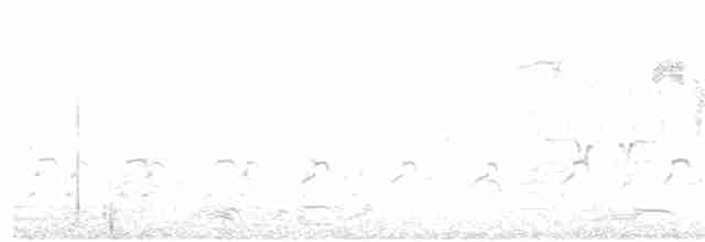 ホオジロ科（新世界ホオジロ類） - ML149304721