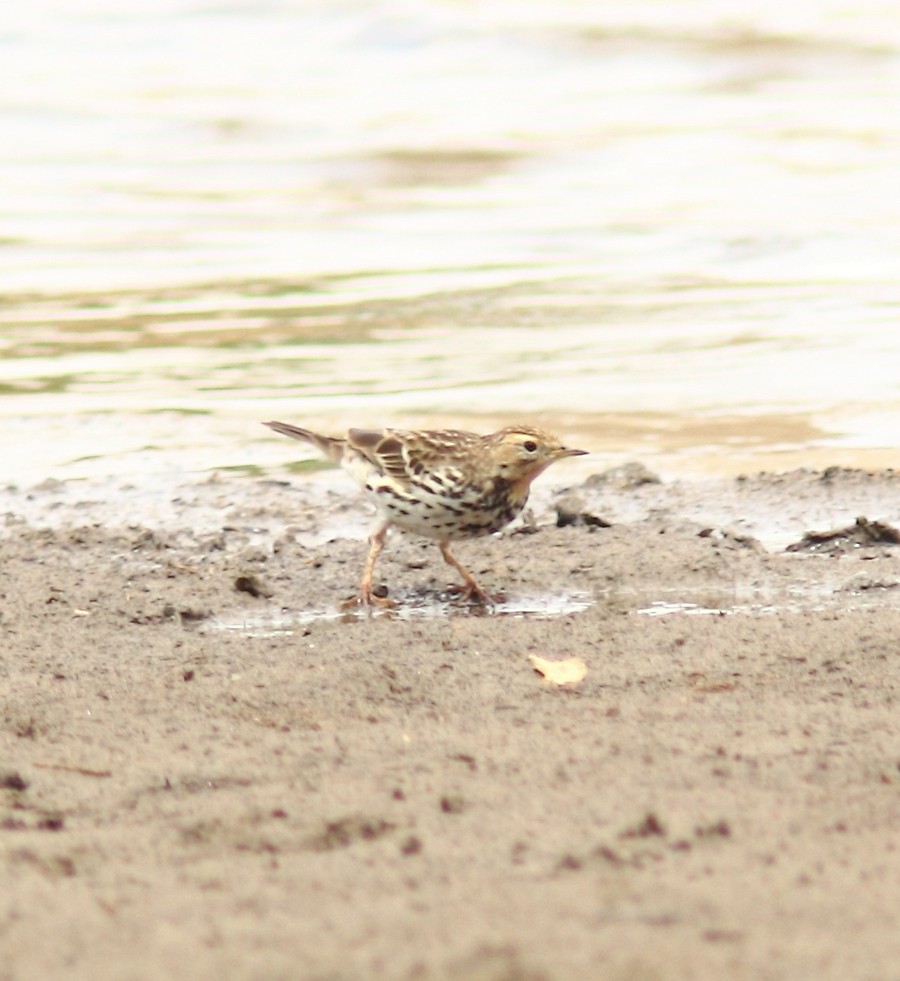 Red-throated Pipit - Sue Oertli