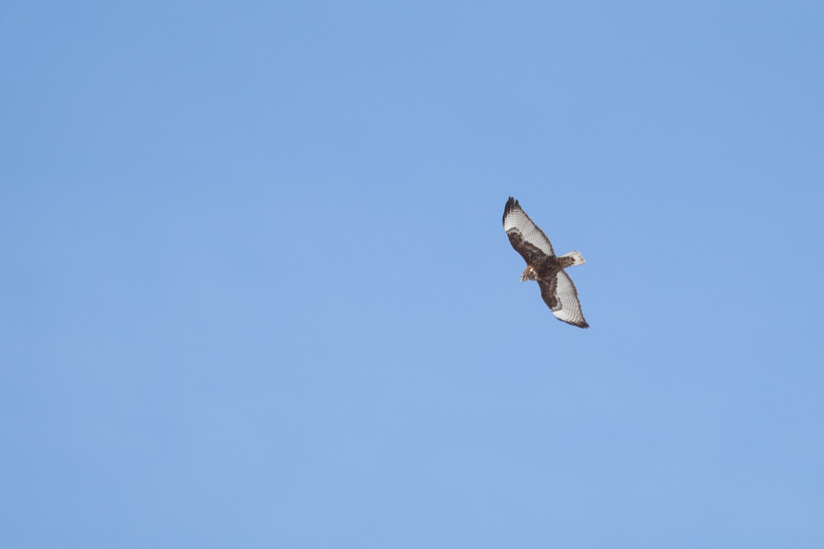 Red-tailed Hawk (Harlan's) - ML149307041
