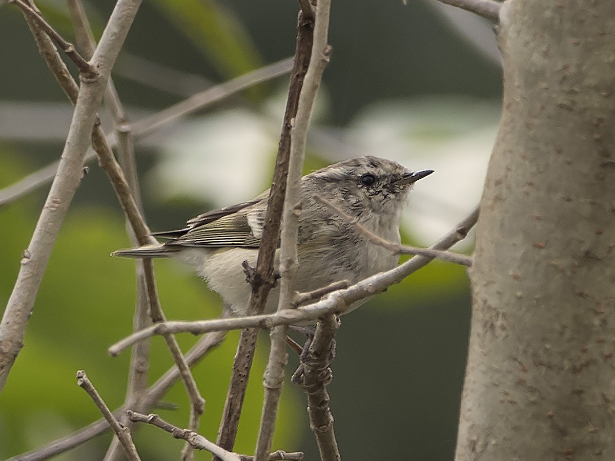 Hume's Warbler - Manolo Arribas