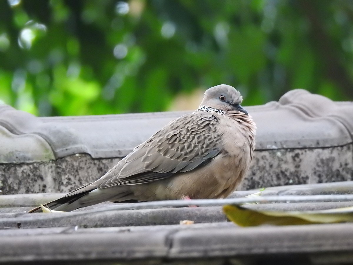Spotted Dove - ML149310611