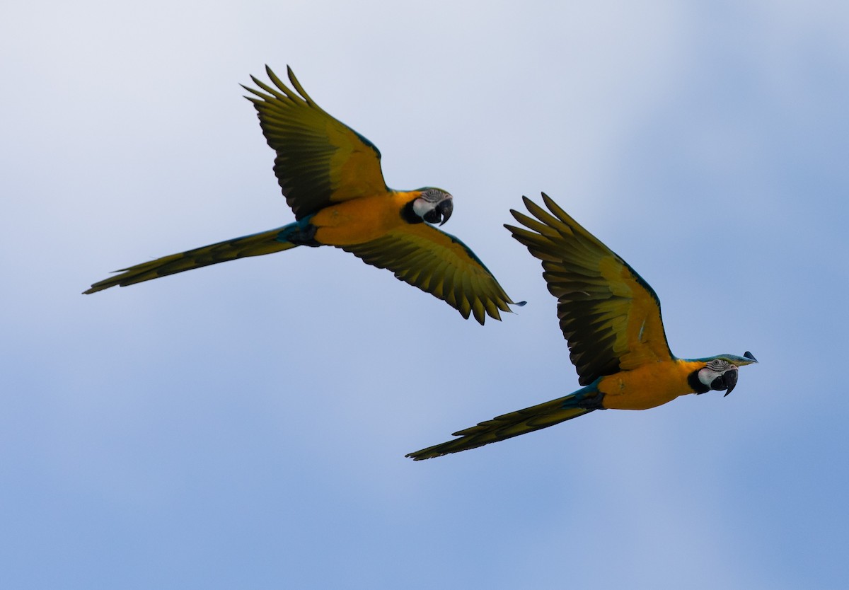 Blue-and-yellow Macaw - jose santiago