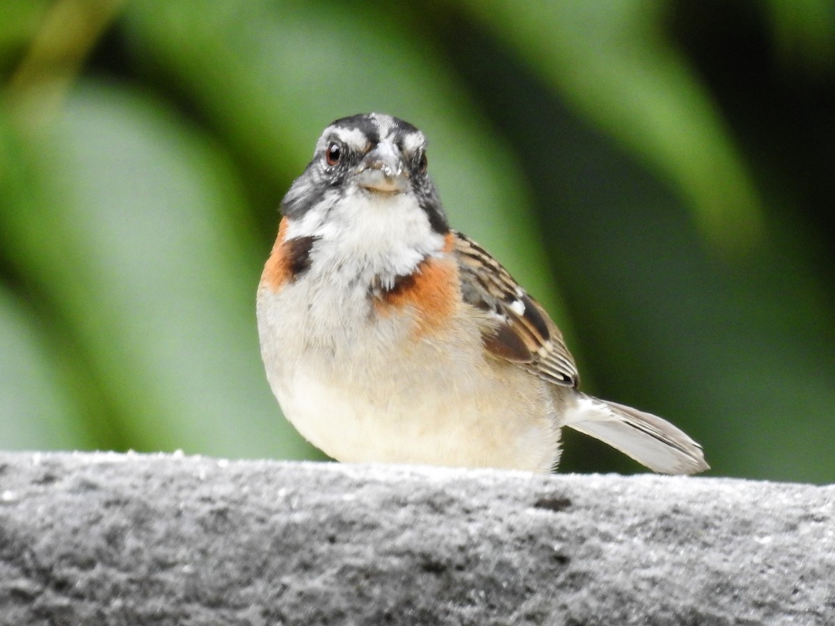 Rufous-collared Sparrow - ML149314081