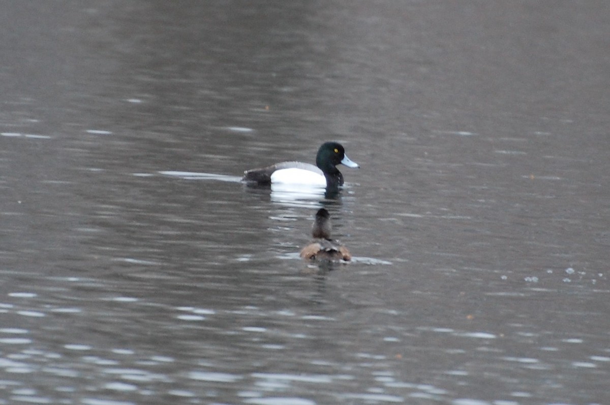 Greater Scaup - ML149314661