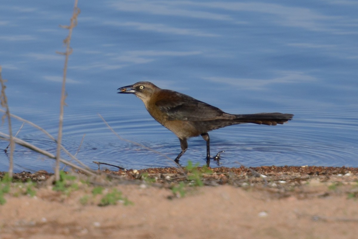 Great-tailed Grackle - ML149315001