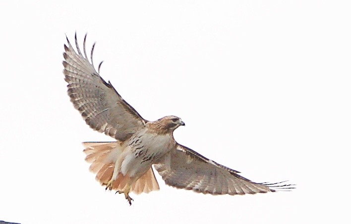 Red-tailed Hawk - ML149315581