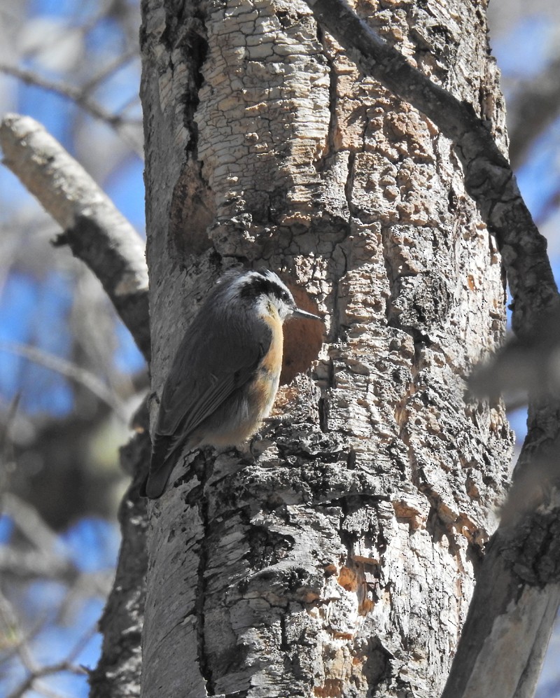 Red-breasted Nuthatch - ML149318761