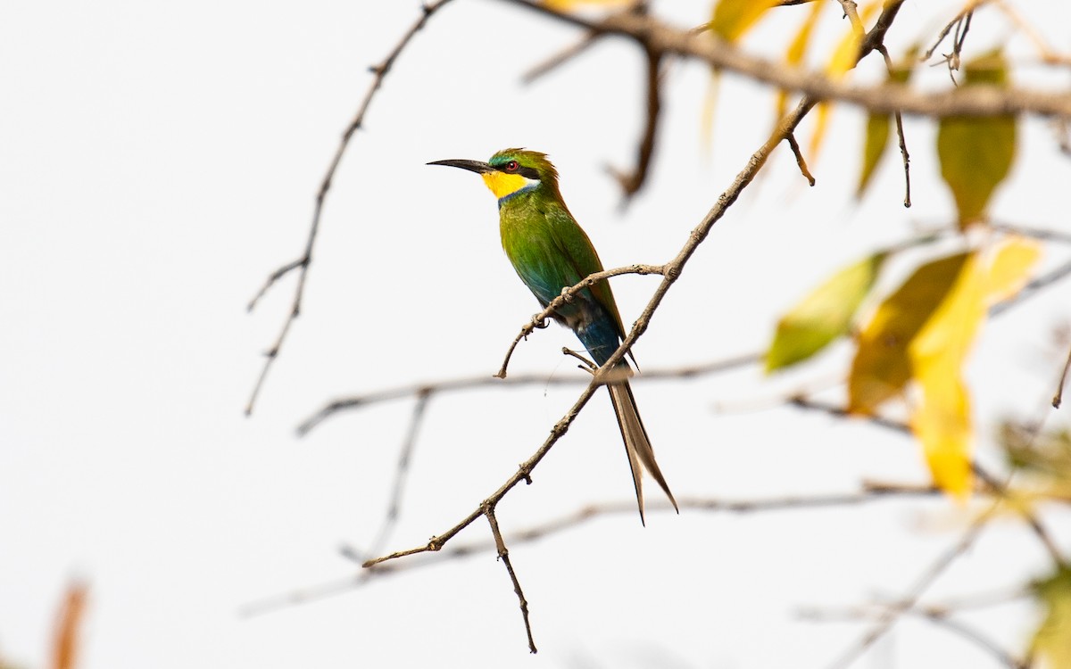 Swallow-tailed Bee-eater - ML149319121