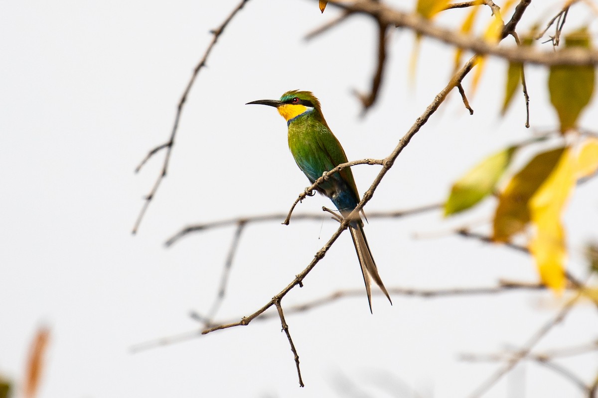Swallow-tailed Bee-eater - ML149319141