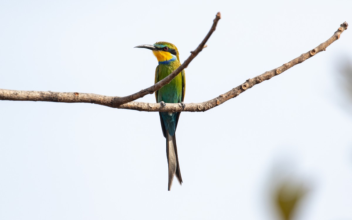 Swallow-tailed Bee-eater - ML149319151