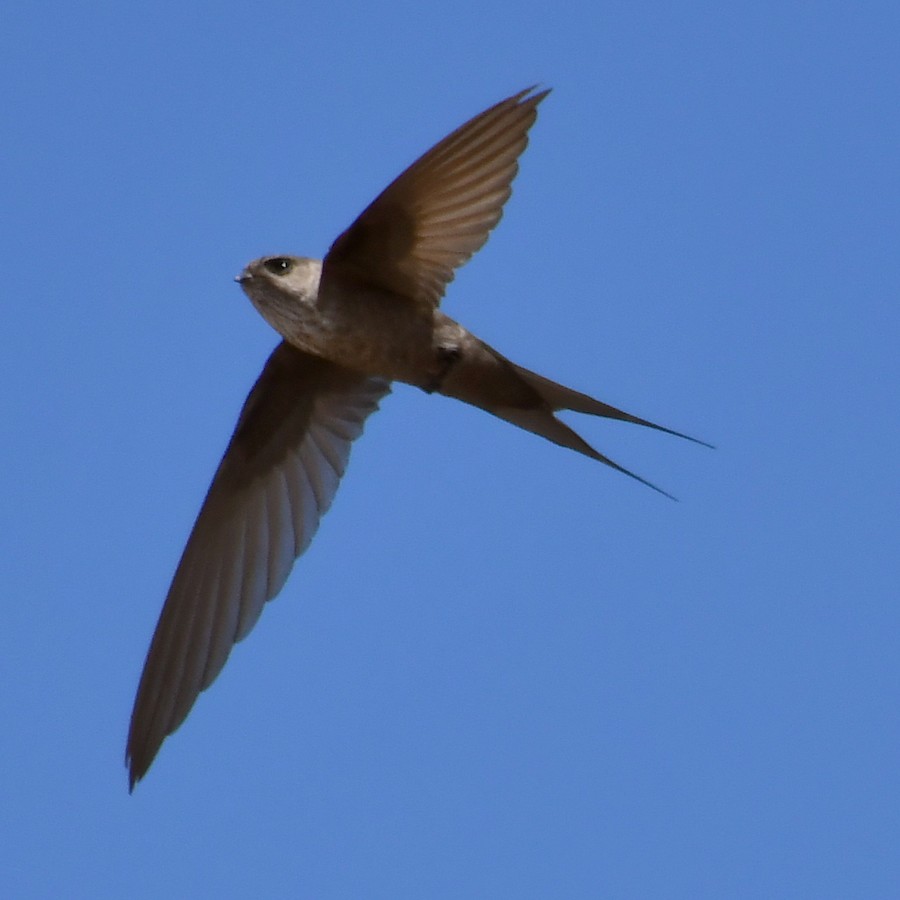 Malagasy Palm Swift (Madagascar) - eBird