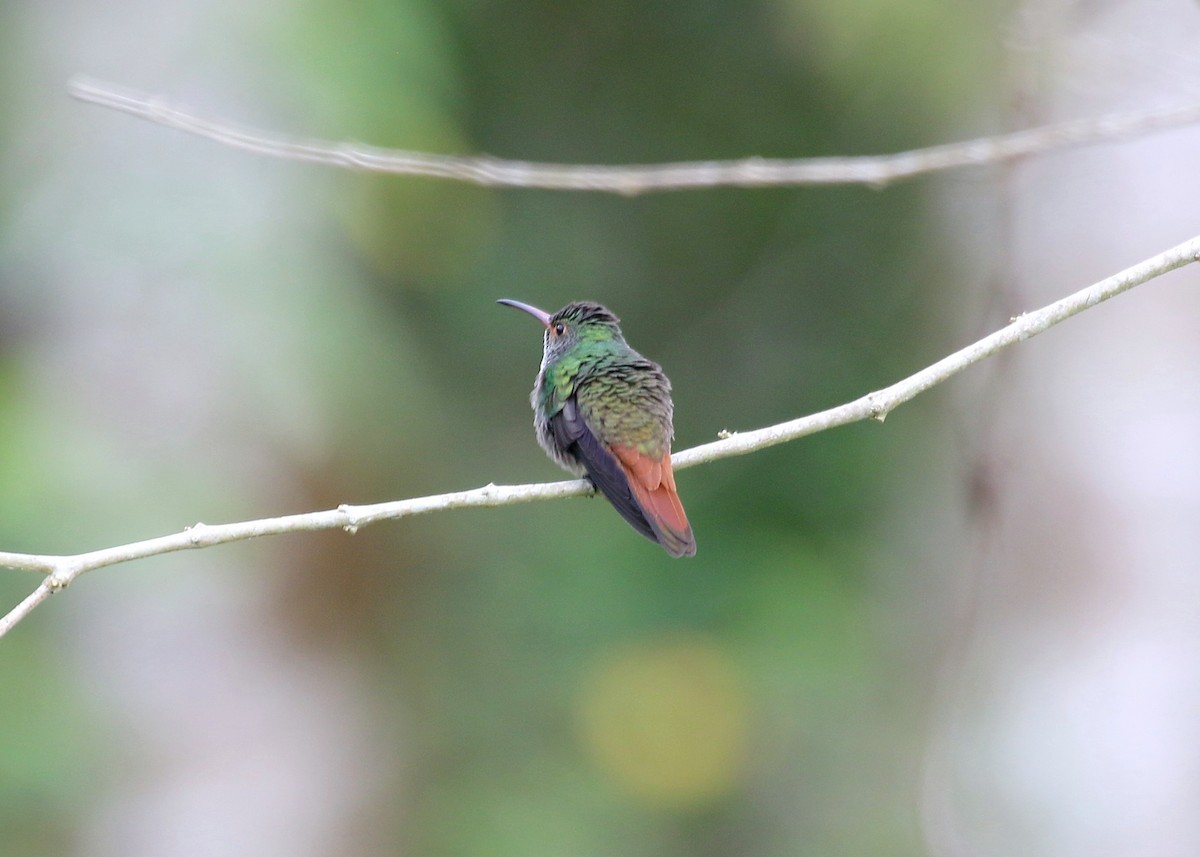Rufous-tailed Hummingbird - ML149322141