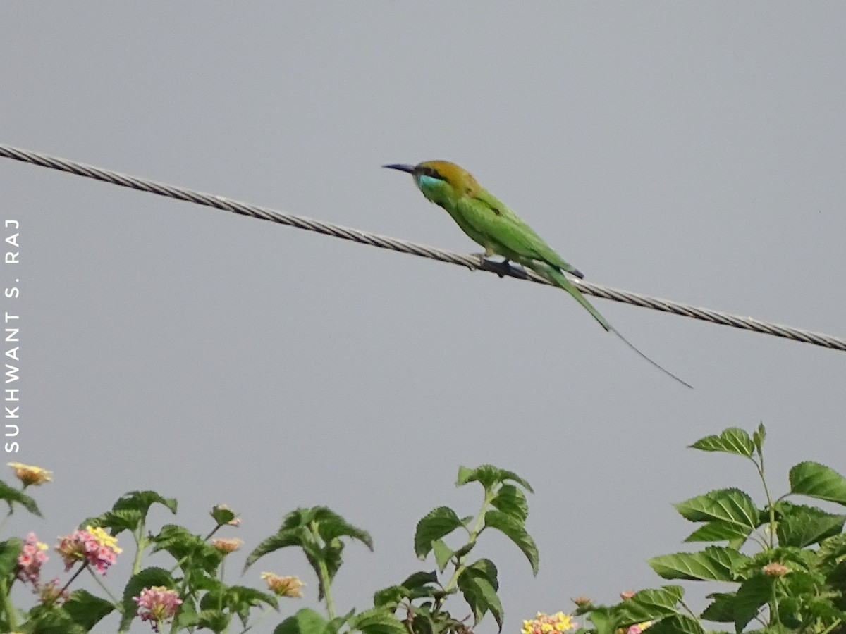 Asian Green Bee-eater - Sukhwant S Raj